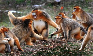 Golden-monkeys-in-Huayang-019 - ZUMA-Rex Features