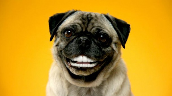 Pedigree - doggy dentures