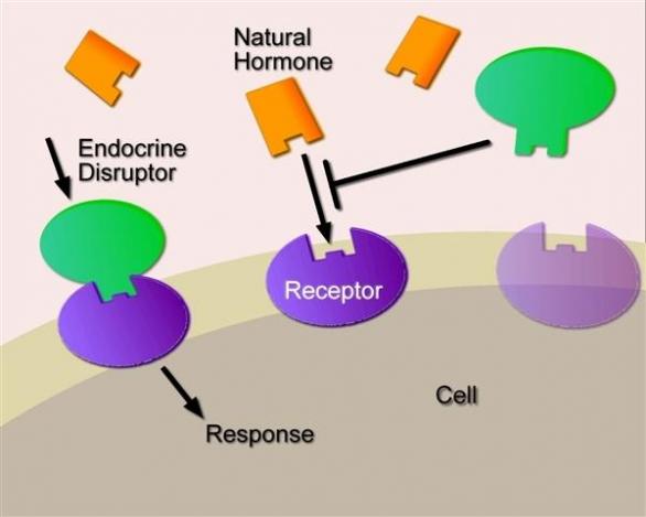 Jak tzv. endokrinní disruptory poškozují funci hormonů?
