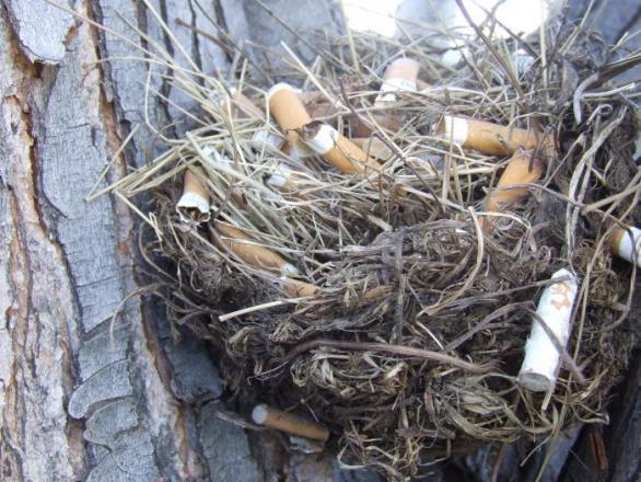 Ani to sem nikdo nemusel schovávat, mnozí ptáci si to sbírají sami – a podle vědeckých výzkumů mají pak zdravější mláďata, protože látky ve filtru z vykouřené cigarety zabíjejí jejich parazity. To jako vážně!