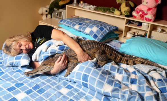 Australská majitelka s údajně jediným zcela ochočeným krokodýlem na světě