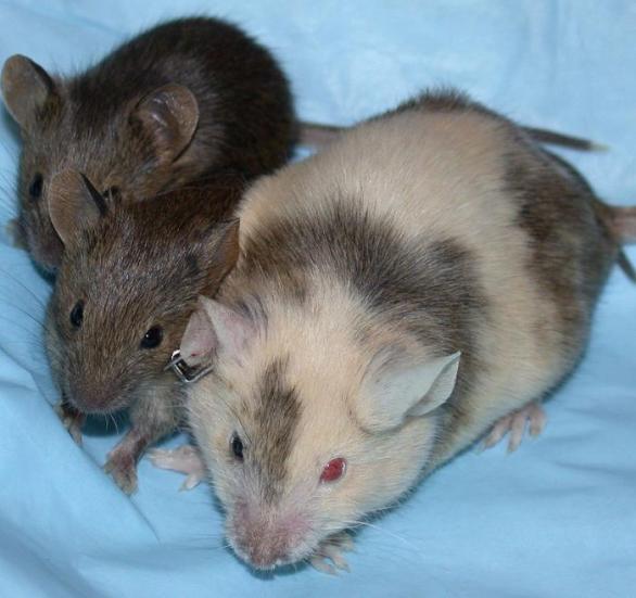 Myš chiméra (patrné to je na nepravidelném zbarvení pokožky) a její potomci.