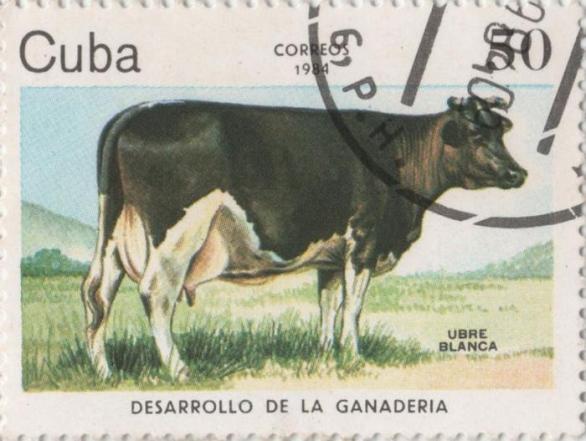 Kráva s výmluvným jménem Bílé vemínko to dotáhla až na poštovní známku.