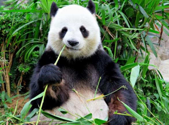 Podle statistik zabijí pandy na celém světě ročně až nula lidí