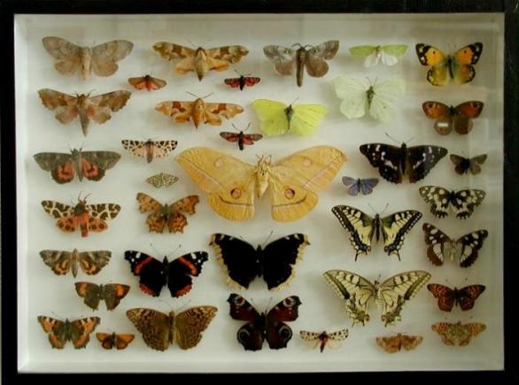 Sbírky motýlů už jsou dávno z módy