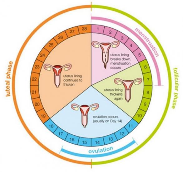 Možnost oplodnění je velmi krátká (modrá křivka &quot;ovulation&quot; dole)