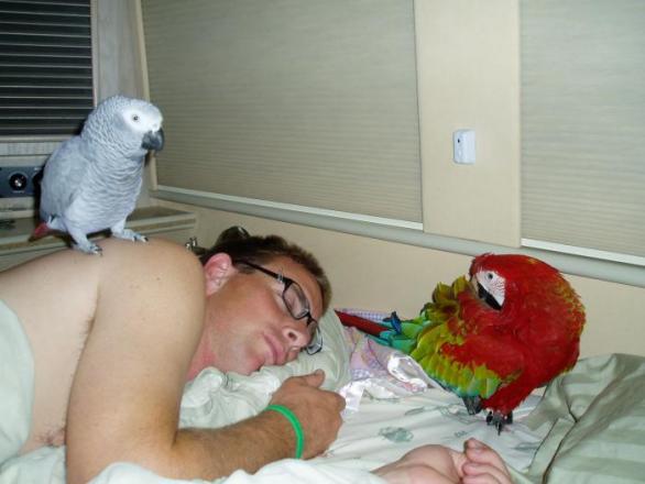Drtivá většina lidí, kteří ve výzkumu uváděli, že jejich domácí zvíře ve spánku ruší, byli majitelé papoušků.