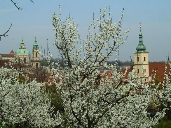 Třešňový sad na Petříně - ikona milenců celé země