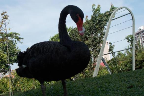 Tohle je zcela nepochybné – australská „černá labuť“ (Cygnus atratus)