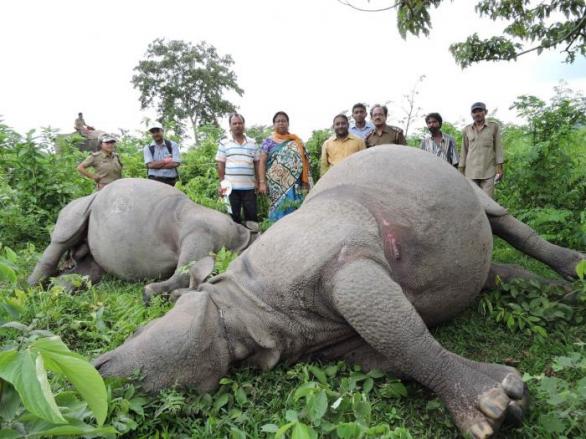 Letos 17. května zabil blesk dva nosorožce v džungli u indického Jalpaiguri. Zaregistrovali jste na jaře tuhle smutnou zprávu, nebo se o tom dozvídáte až teď?