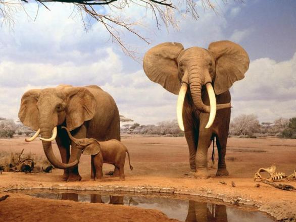 Slon, který má babičku, žízní jen tak nechcípne   