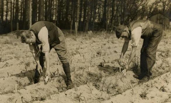 Oblibu pěstování chřestu utnuly světové války.