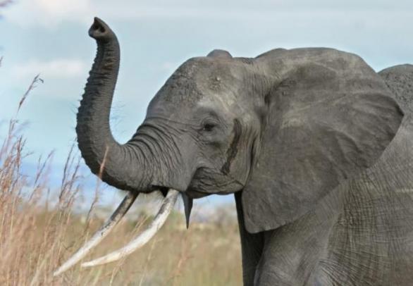 Slon chobotem dokáže mrštit kamenem větší rychlostí než nejlepší nadhazovači v baseballu.