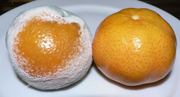 Penicilin na pomeranči.