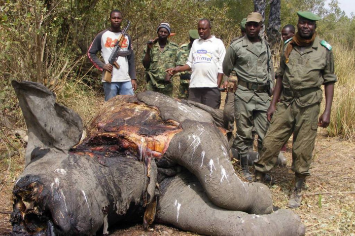 V zoo jen hrozí, že by afričtí ošetřovatelé začali obchodovat se slonovinou