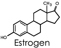 Název estrogenu je odvozen z estrálního (menstruačního) cyklu