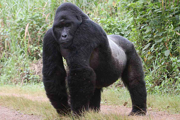 Gorila má pomalé spermie
