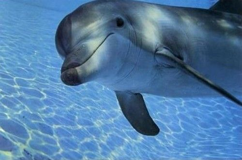 Před tím, než vás delfín zabije, se na vás usměje a zamává ploutví
