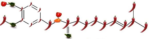 Molekula kapsaicinu: dlouhé feferonky jsou uhlíky C, zelené papričky kyslíky O, baňaté červené papričky vodíky H a ta jedna žlutá je dusík N. 