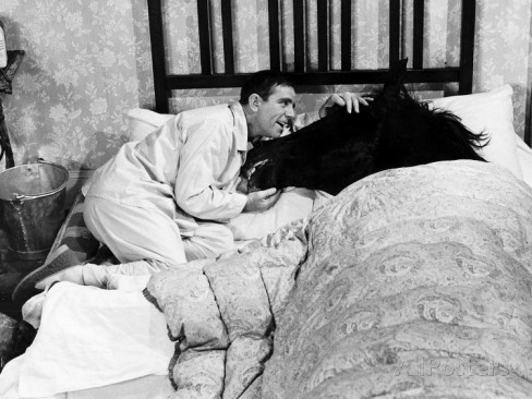 Britský komik Norman Wisdom sdílel lože s koněm ve filmu Ranní ptáče (1965)