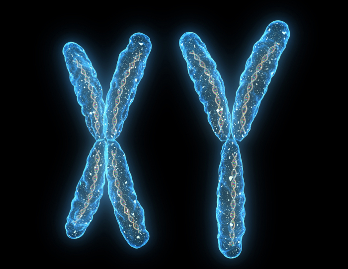 Rozdíl mezi chromozomy X (ženský) a Y (mužský)