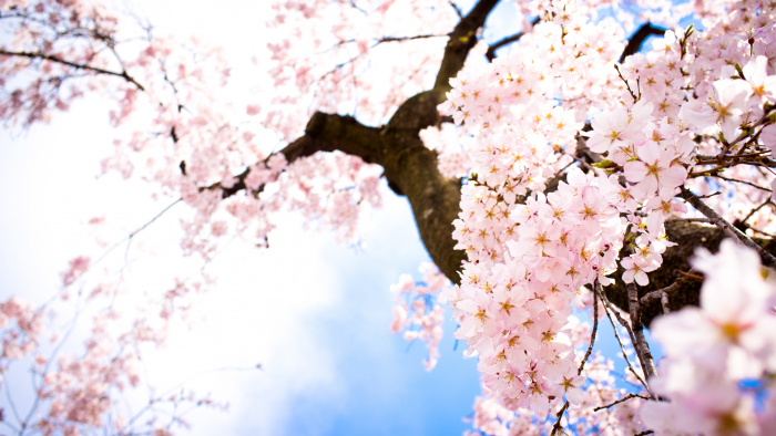 Miliony lidí milovaná sakura má jakou barvu?