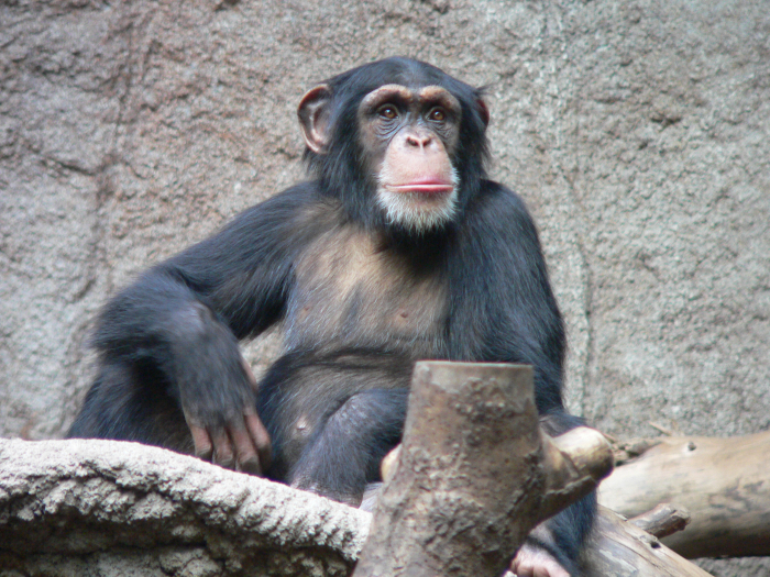 Šimpanzí spermie jsou rychlé