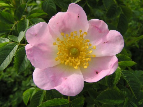 Růže šípková (Rosa canina)