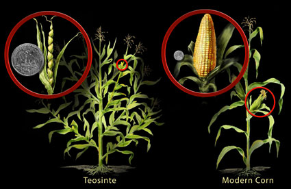 Srovnání dnešní kukuřice a její předchůdkyně.