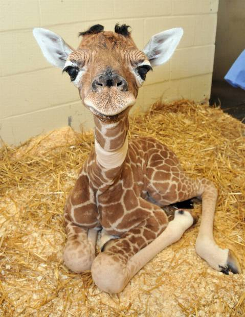 Bez nově narozeného žirafího samečka Osvalda by byl svět o trochu lepší