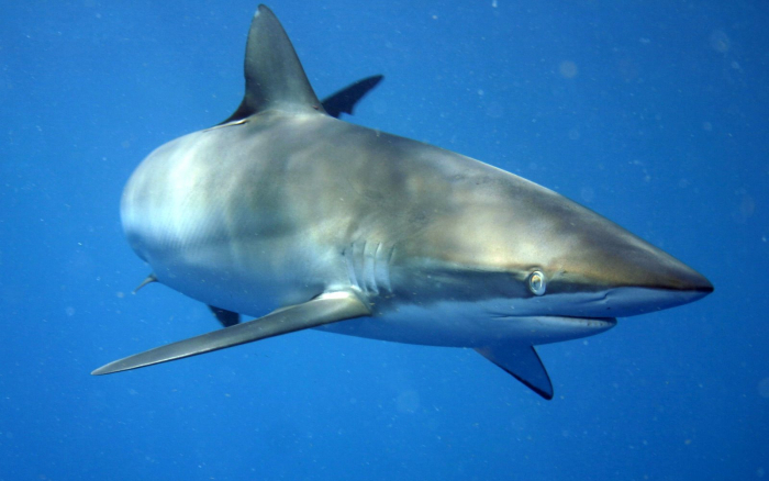 Žralok hedvábný své úlovky obvykle polyká vcelku.