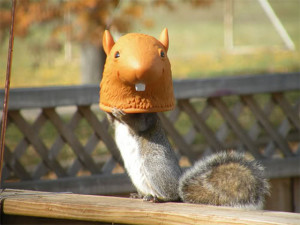 cute-squirrel-head-feeder