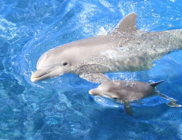 Dolphin-Picture