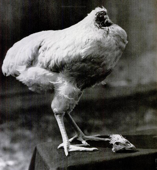 mike-the-headless-chicken