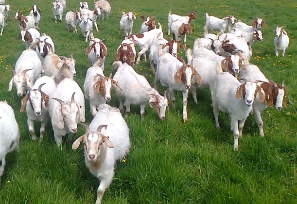Boer goats grazing