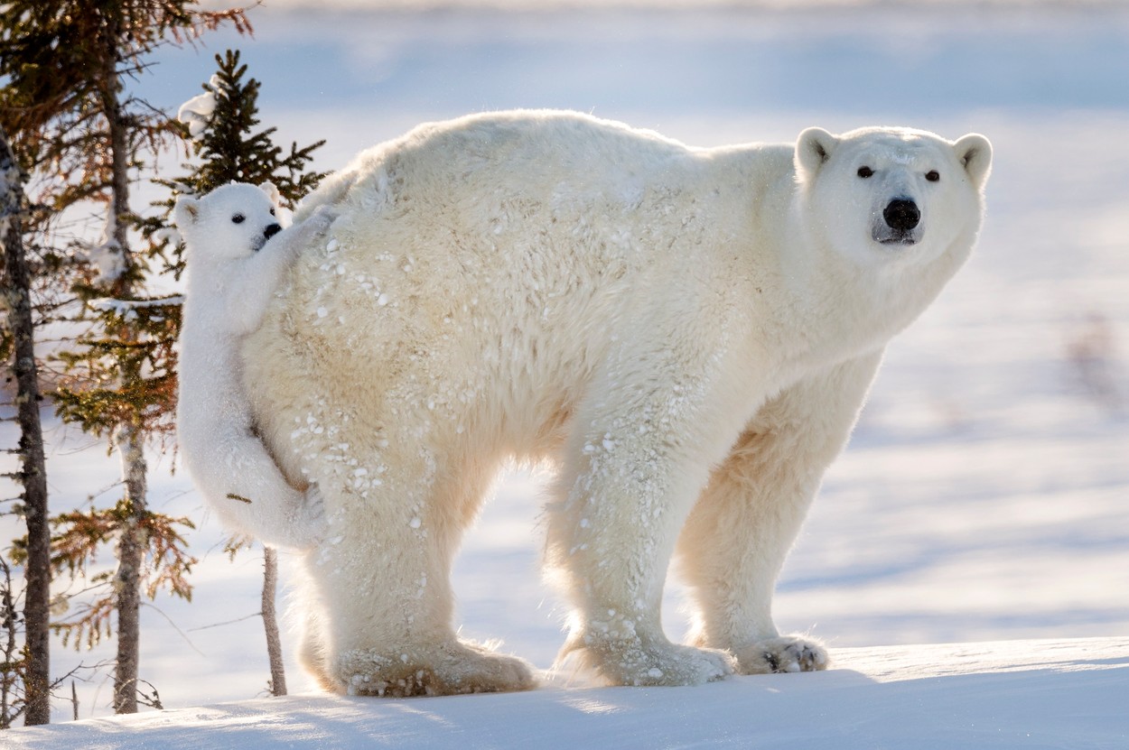 Парк северных животных. Белый медведь (Лаптевская популяция). Животные севера. Северный медведь. Арктический медведь.