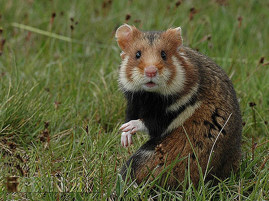 Хомяк черный дикий. Обыкновенный хомяк Cricetus Cricetus. Хомячок карбыш. Лесной хомяк карбыш черный. Дикий карбыш.