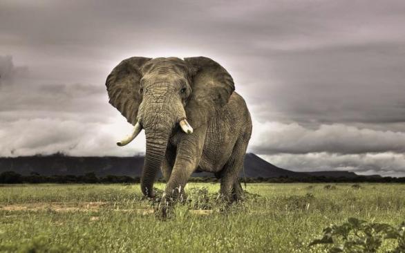 Slon africký může vážit až sedm a půl tuny, ale jeho říje nejsou tak divoké jako u menších, cca šestitunových indických příbuzných.