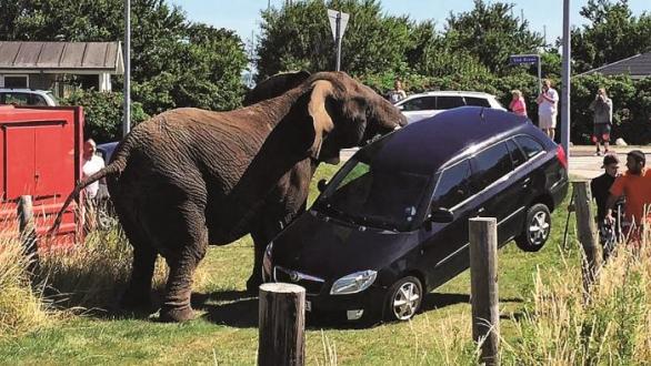 Že s říjným slonem není žádná legrace, o tom se mohli v roce 2015 přesvědčit návštěvníci dánského Karrebæksminde, kam zavítal sloní cirkus.
