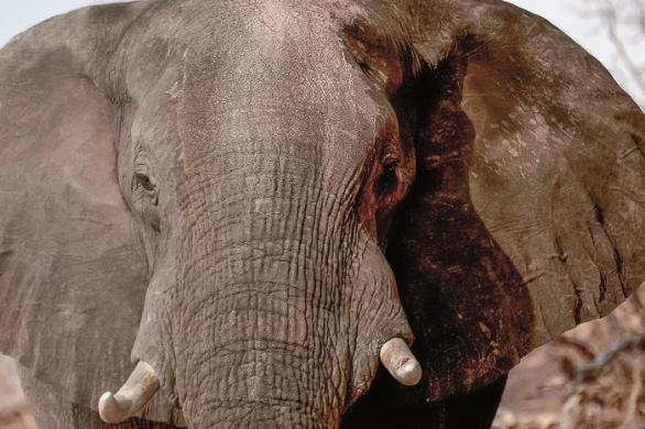 Vedle občasných a značně nevyzpytatelných výbuchů hněvu jsou jasnou známkou sloní říje husté výměšky z jeho spánkových žláz.