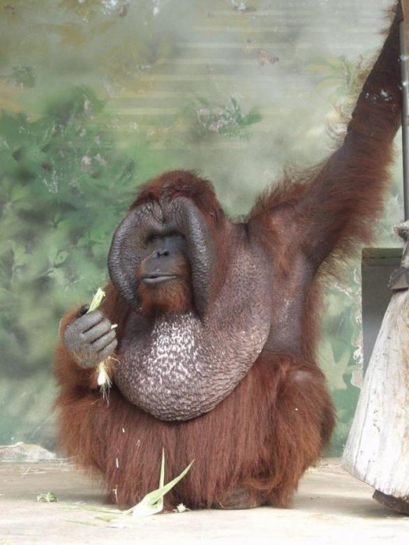 Orangutan Ňuňák byl českou opičí filmovou legendou.
