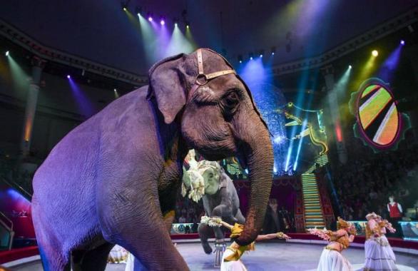 Británie následuje skotského příkladu a od roku 2020 zakáže divoká zvířata v cirkusech.