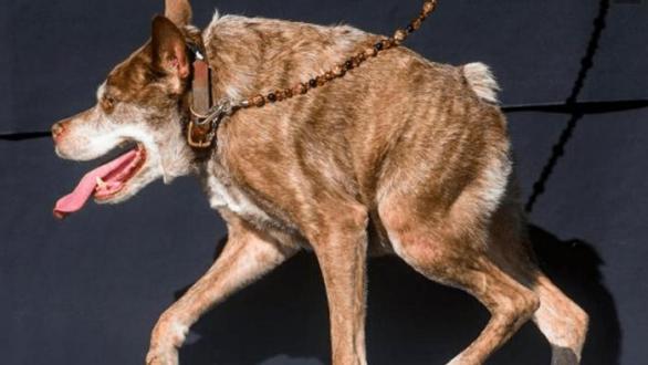 Nejošklivějším psem roku 2015 se stal kříženec holandského ovčáka a pitbulteriéra zvaný Quasi Modo. 