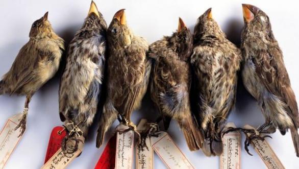 Britské přírodovědecké muzeum stále vlastní mrtvé ptáky, které vlastnoručně zabil a vycpal Charles Darwin.