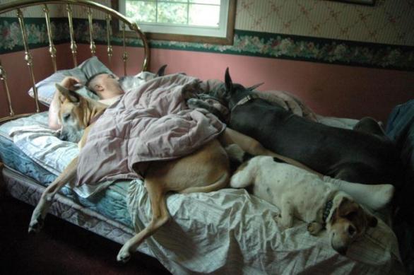 Čím více zvířat žije ve společné domácnosti, tím je podle výzkumu jejich vliv na kvalitu spánku horší.