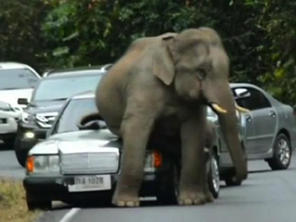 Už zase ten stupidní slon. To nemá nic lepšího na práci, než vám každý týden prosednout auto?