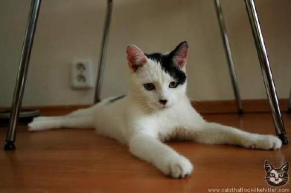 Nejvyšší hodnocení uživatelů webu catsthatlooklikehitler.com získal kocourek Adolf. Kupodivu!
