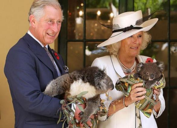 Princ Charles má ke koalám vstřícnější vztah než jeho otec.
