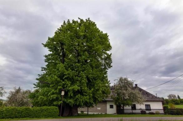 Nedaleko Klášterce nad Orlicí, ČR