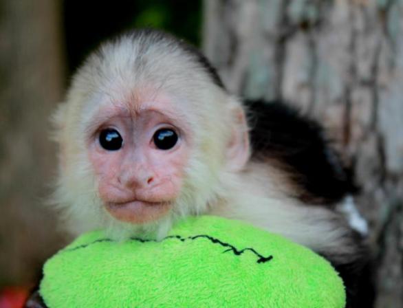 Opici kapucínskou do letadla nevzali  